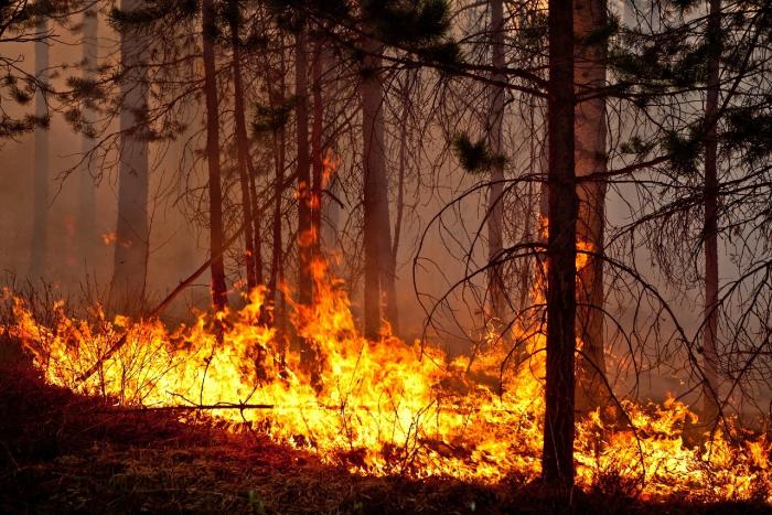 Утверждены специфические требования по обеспечению пожарной безопасности в лесах 